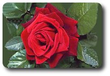 aromaterapia r�a