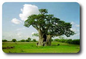 baobab