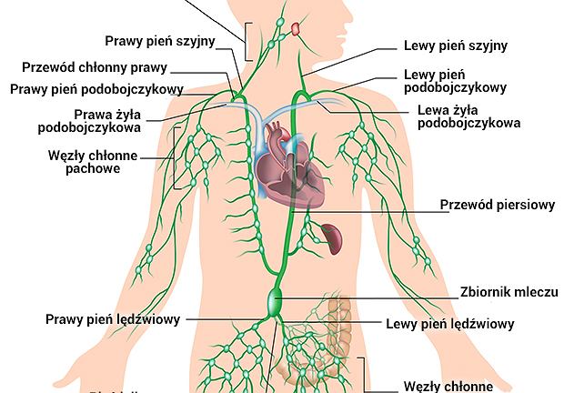 Anatomia i fizjologia człowieka - kurs przez internet