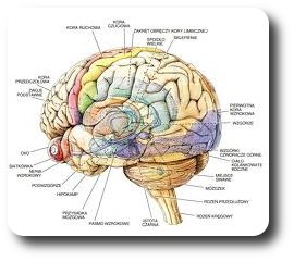Psychoneuroimmunologia, mozg, umysl